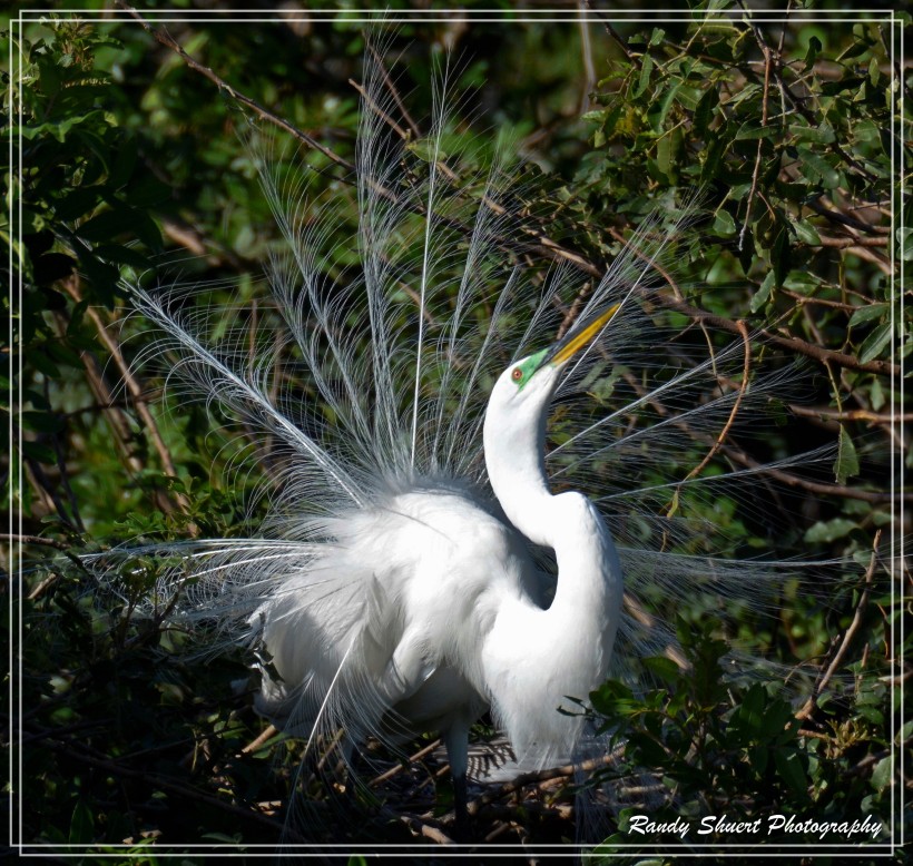 Strutting Egret
